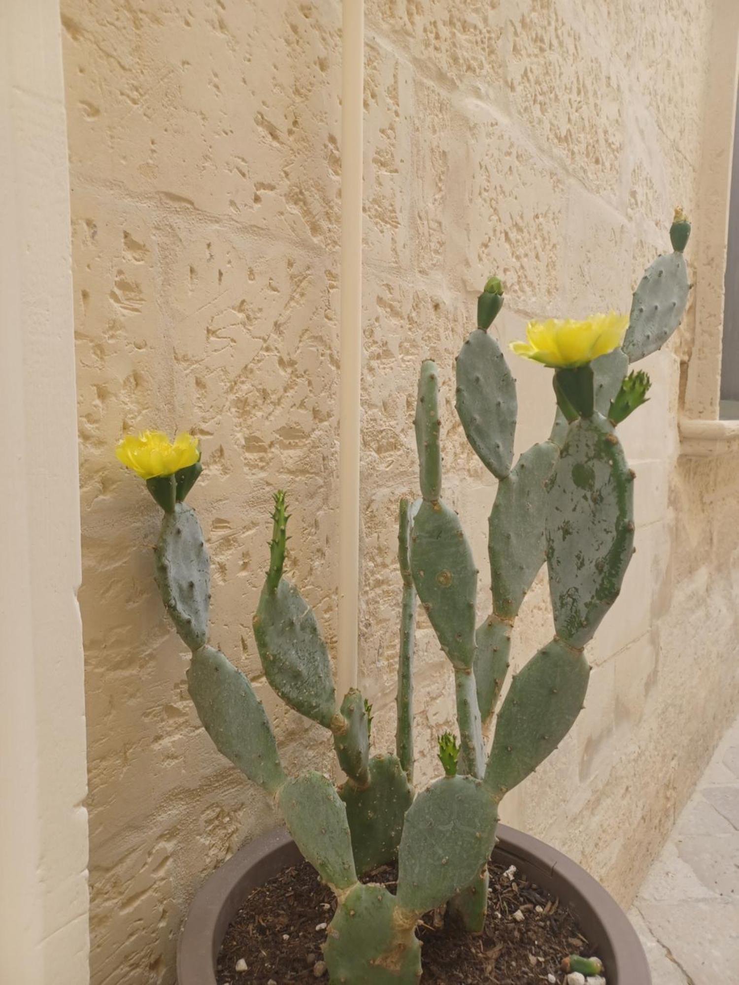 All'1 Di Rajno' Relaxing Aparthotel Lecce Zewnętrze zdjęcie